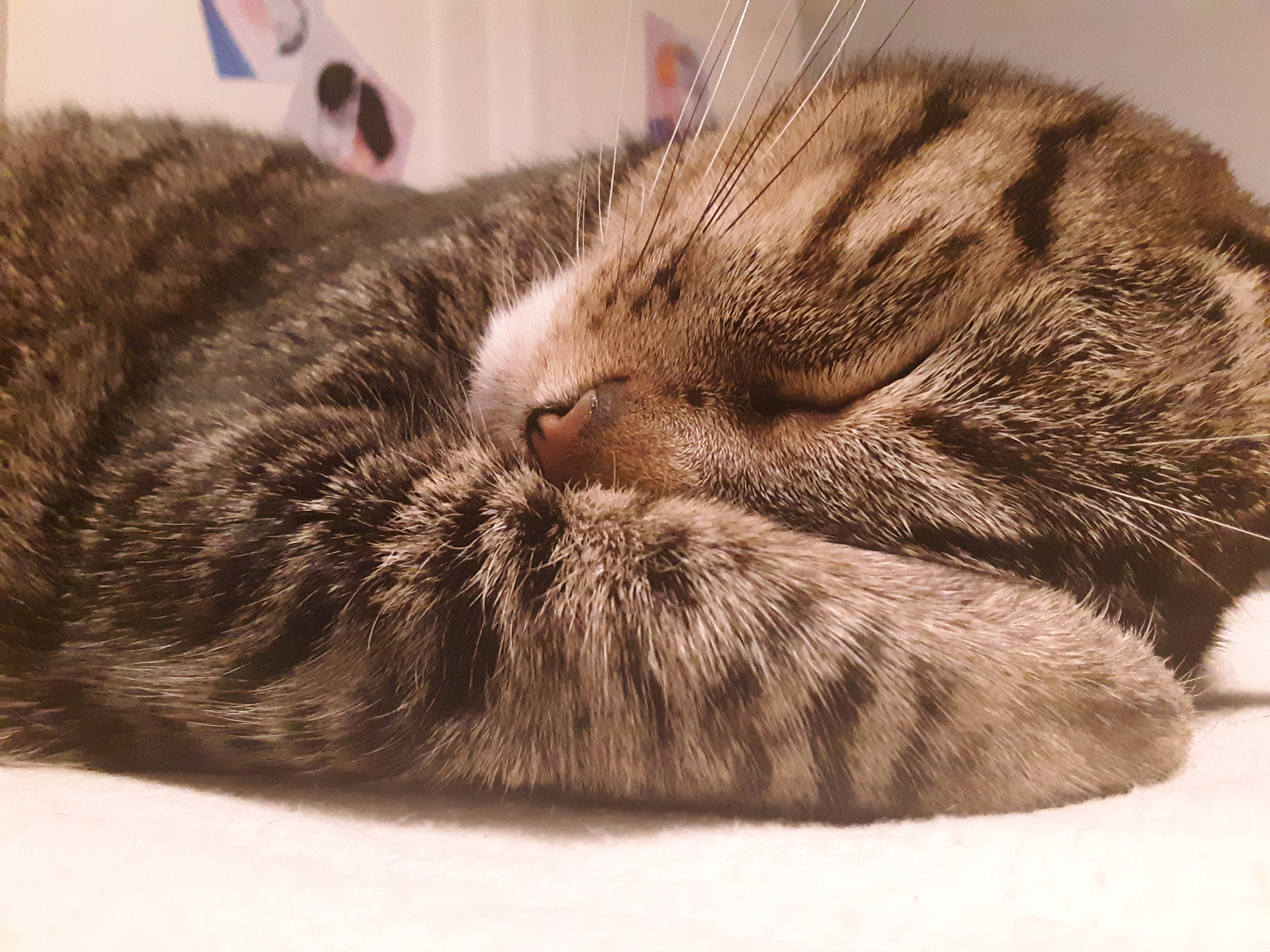 "Comforting" by Anatolie, USA