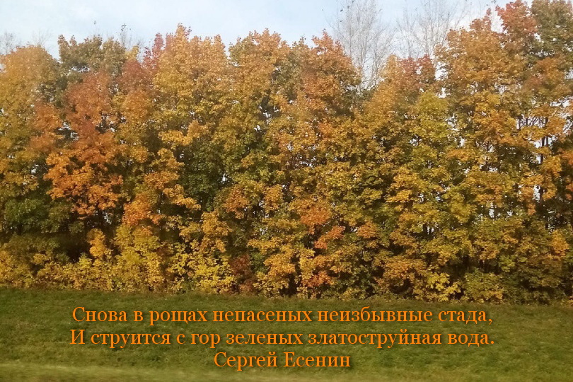 Z., Vika, 12, Russia